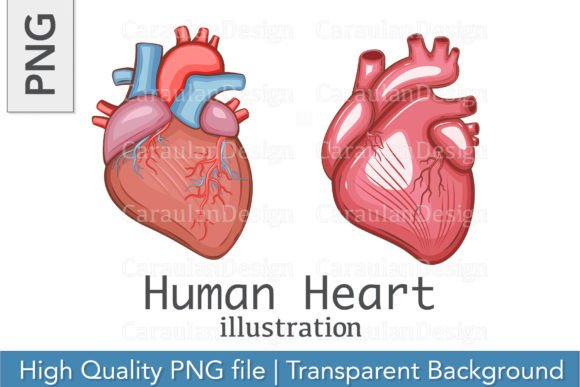 Download Human Heart Illustration, Heart PNG - Premium Resources